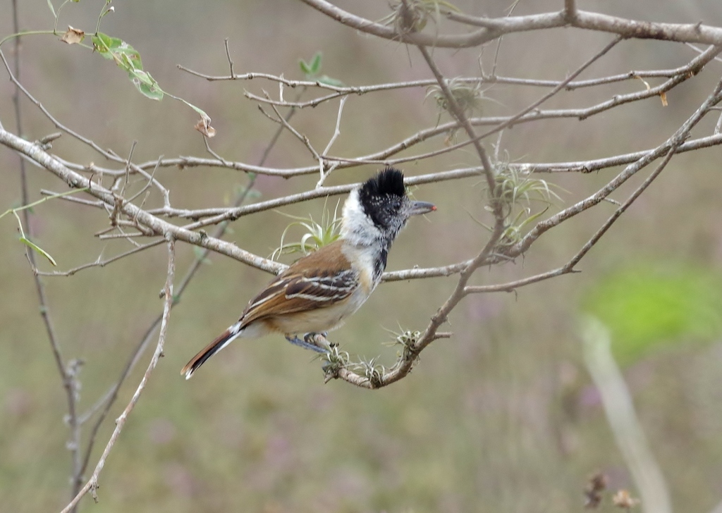 Collared Antshrike