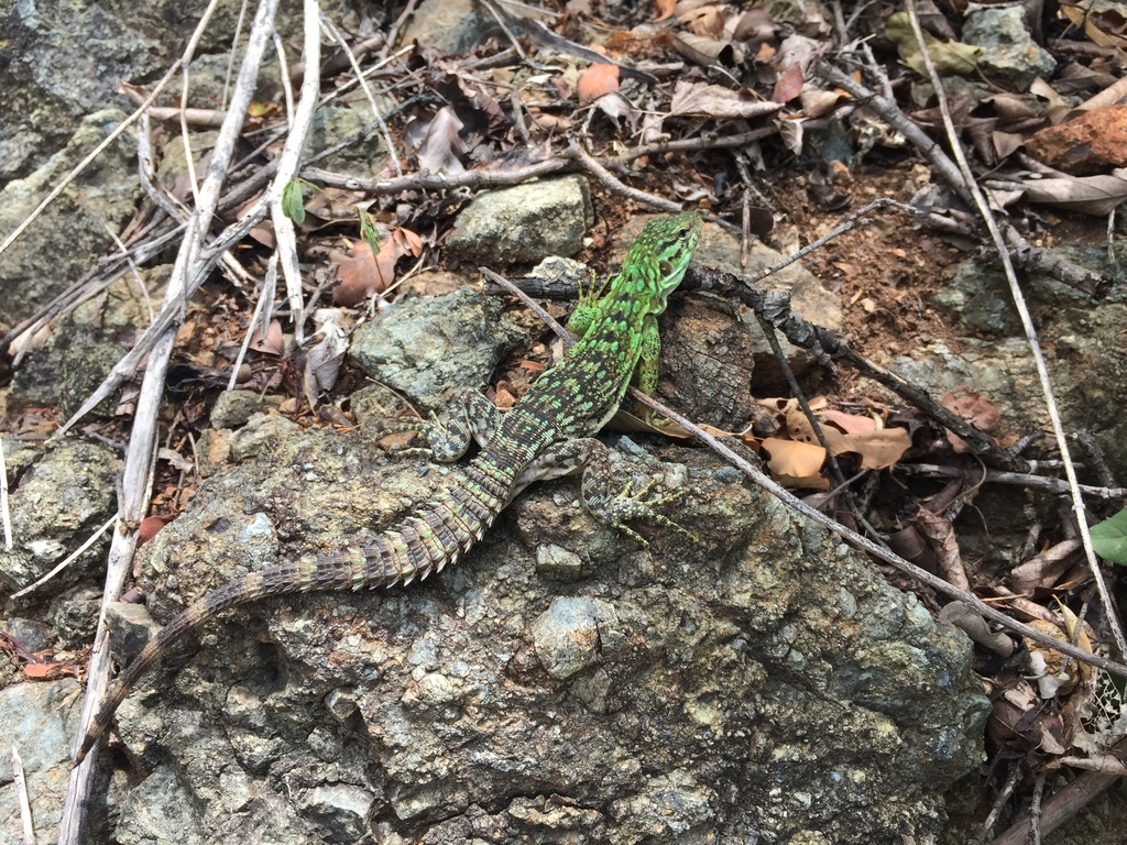 Five-Keeled Spiny-Tailed Iguana