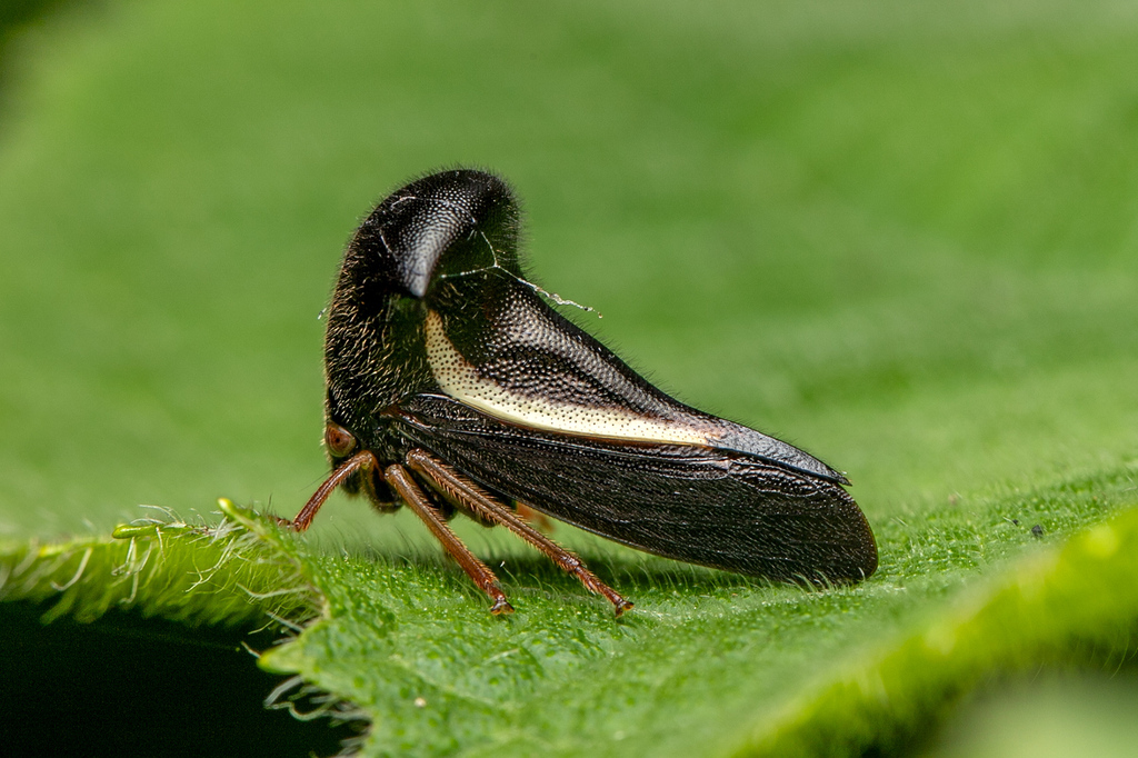 Hyphinoe