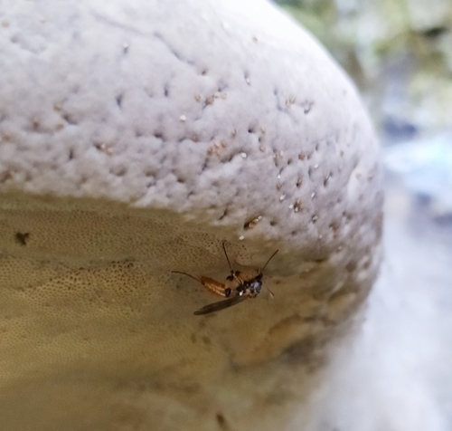 Dynatosoma rufescens