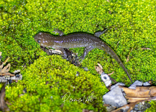 Hynobius maoershanensis