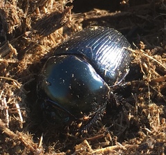 Geotrupes mutator