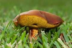 Pulchroboletus rubricitrinus image