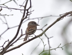 Myiophobus crypterythrus