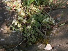 Sedum glaucophyllum