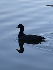Fulica americana