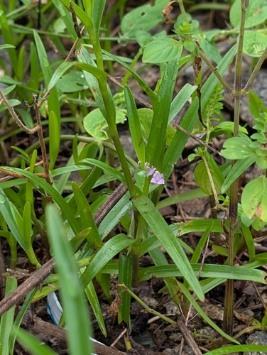Creeping Dewdrop (Cyanotis axillaris)
