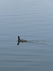 Fulica americana