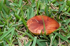 Pulchroboletus rubricitrinus image