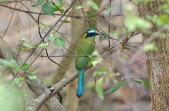 Whooping Motmot photo 4