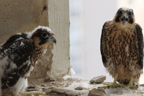 Halcón peregrino (Falco peregrinus)