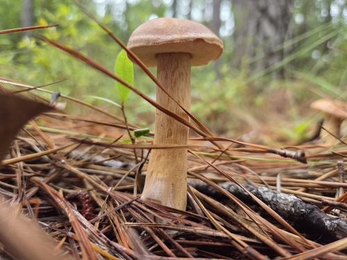 Boletus projectelloides