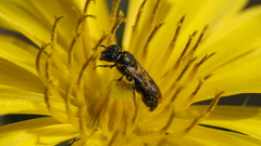 Hylaeus