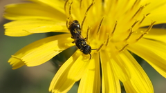 Hylaeus