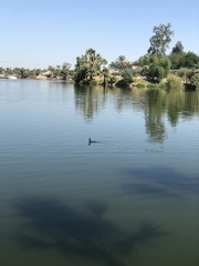 Fulica americana