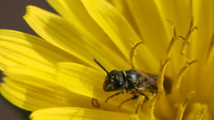 Hylaeus