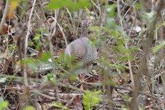 Crypturellus transfasciatus