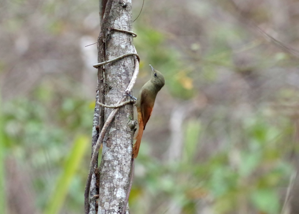 Olivaceous Woodcreeper (Pacific)