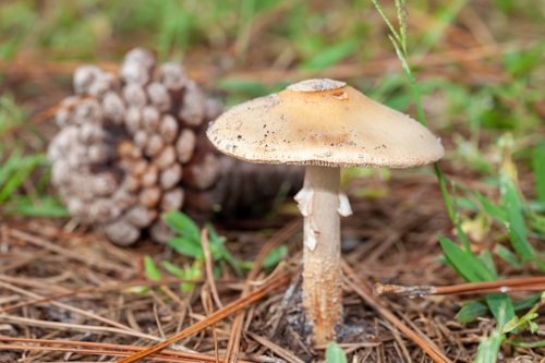 Amanita rubescens image