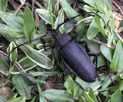 Ctenoscelis acanthopus