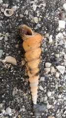 Turritella