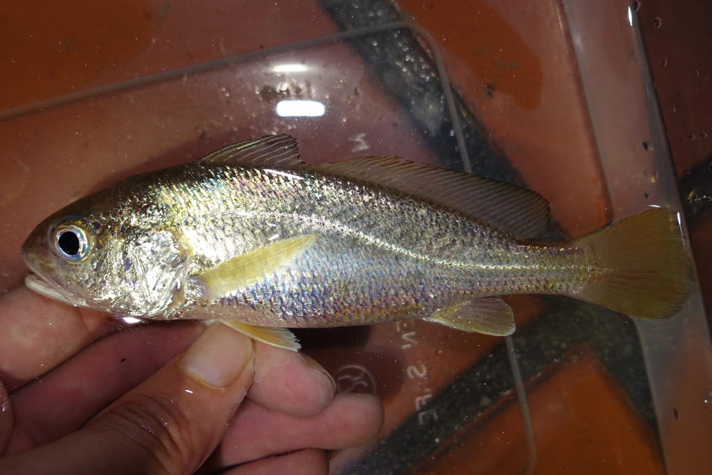 Oval croaker (Pennahia ovata) — Sciaenidae