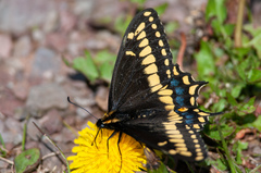 Papilio brevicauda