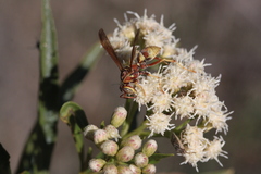 Polistes dorsalis californicus