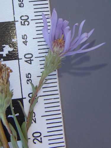western meadow aster (Symphyotrichum campestre)