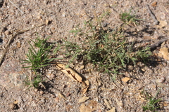 Spergularia bocconei