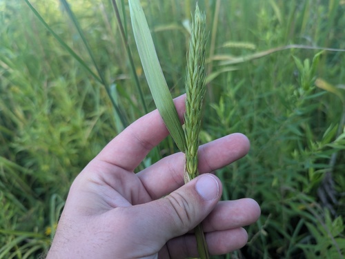 Awnless Wild Rye (Elymus curvatus)