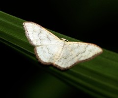 Idaea coercita