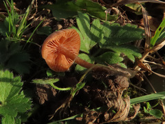 Tubaria romagnesiana