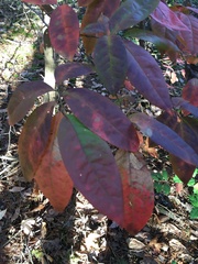 Oxydendrum