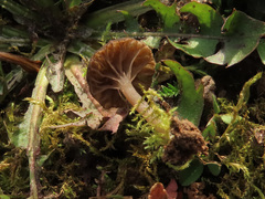 Arrhenia obscurata