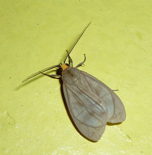 Phaegopterina image