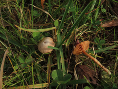 Tubaria romagnesiana