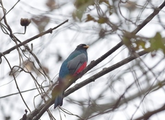 Trogon mesurus