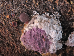 Tulasnella violea