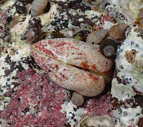 Barbatia divaricata observed 2024-05-13