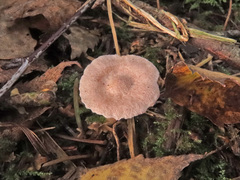 Lactarius glyciosmus