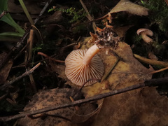 Lactarius glyciosmus