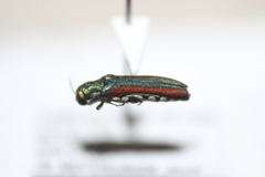 Agrilus pulchellus