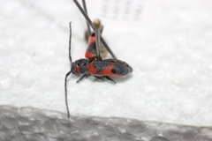 Tetraopes discoideus