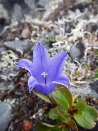 Mountain Harebell