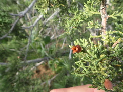 Walshomyia juniperina