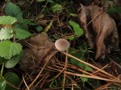 Strobilurus esculentus