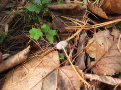 Strobilurus esculentus