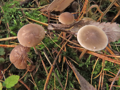 Strobilurus esculentus