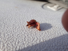 Walshomyia juniperina